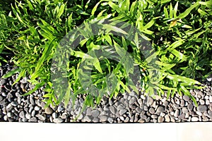 Microsorum scolopendria fern in a modern garden