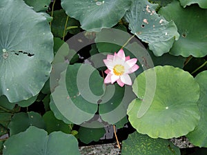 microspur beautiful lotus flower