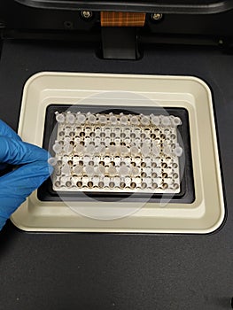 microtubes in the cyclers. PCR analysis