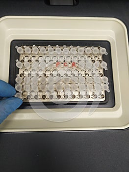 microtubes in the cyclers, PCR analysis.