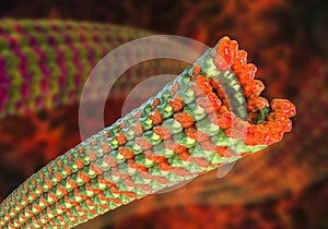 Microtubule, a polymer composed of a protein tubulin photo