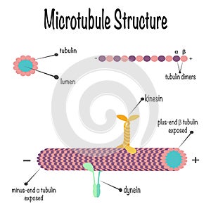 microtubule structure diagram photo