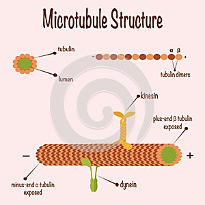 microtubule structure diagram photo