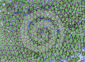 Microvilli. Brush border