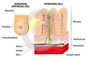 Microvilli. Detail of the small intestine. Vector