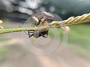 Mictis tenebrosa, black or brown insect on flower twig photo