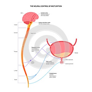 Micturition neural control