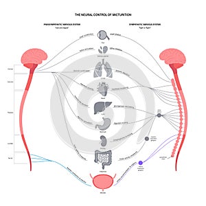 Micturition neural control