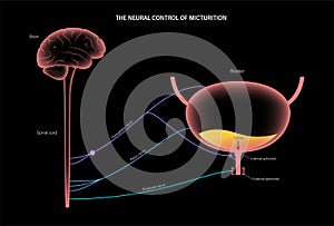 Micturition neural control