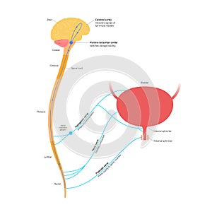 Micturition neural control