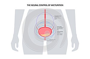 Micturition neural control