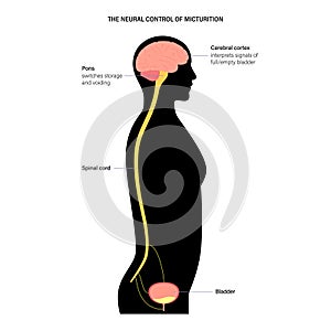 Micturition neural control