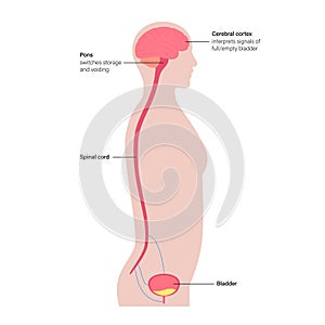 Micturition neural control