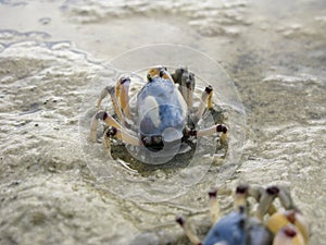 Mictyris longicarpus