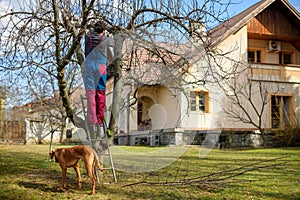 Mid adult caucasian man pruning fruit trees in his garden. Male gardener using pruning shears. Springtime gardening.