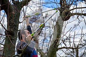 Mid adult caucasian man pruning fruit trees in his garden. Male gardener using pruning shears. Springtime gardening.