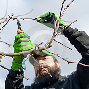 Mid adult caucasian man pruning fruit trees in his garden. Male gardener using pruning shears. Springtime gardening.