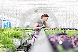 Mid adult female botanist examining seedlings in plant nursery photo