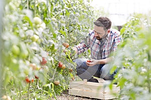 Mid adult man harvesting tomatoes at farm