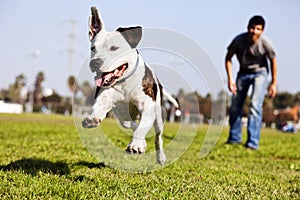 Mid-Air Running Pitbull Dog