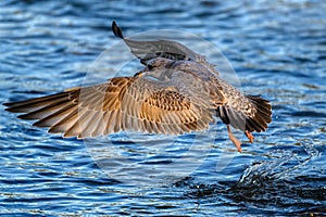 Mid air shot of a juvenile mew gull with some salmon in its beak