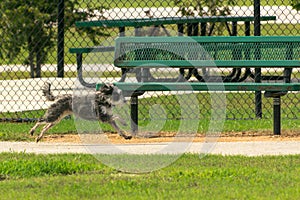 Mid-air small dog running past a park bench