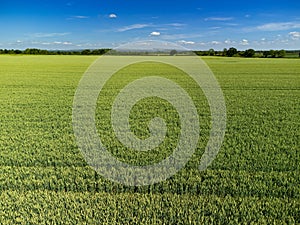 Mid aspect aerial view over a wheat field arable crop in the English countryside farmland