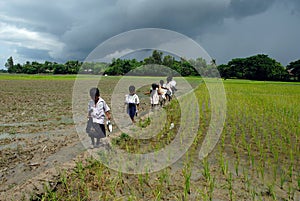 Mid-day Meal in India