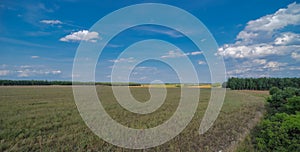 Mid-forest clearing, meadow, wasteland, fallow land under a blue sky.