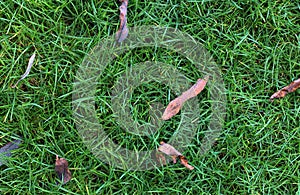 Mid-high lawn with leaves and water drops texture. Park lawn texture. Top view, overhead shot. Grassplot surface backdrop. photo