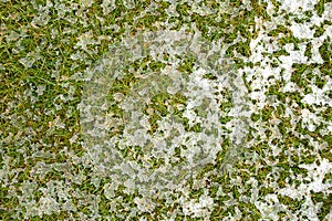 Mid-high lawn with melting snow texture. Park lawn texture. Top view, overhead shot. Grassplot surface backdrop. photo