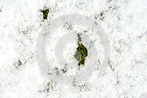 Mid-high lawn with snow texture. Park lawn texture. Top view, overhead shot. Grassplot surface backdrop. Divet underlay, decorativ photo