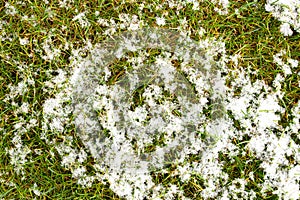 Mid-high lawn with snow texture. Park lawn texture. Top view, overhead shot. Grassplot surface backdrop. photo