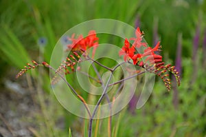 From mid-July for at least a month, tubular-bell-shaped, wide-open flowers of fiery red color with golden-orange under flowers