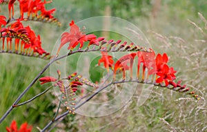 From mid-July for at least a month, tubular-bell-shaped, wide-open flowers of fiery red color with golden-orange under flowers