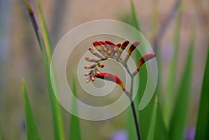 From mid-July for at least a month, tubular-bell-shaped, wide-open flowers of fiery red color with golden-orange under flowers