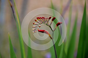 From mid-July for at least a month, tubular-bell-shaped, wide-open flowers of fiery red color with golden-orange under flowers