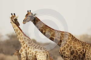 Mid shot of two giraffes interacting with each other