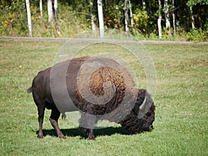 A mid-size Bison free-roaming in the Park