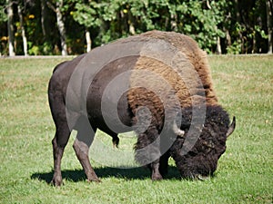 A mid-size Bison free-roaming in the Park