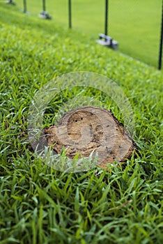 Mid size of stubble stump on heavy green grass. Seeing blue Wire Mesh in a background during a sunny day in summer time.