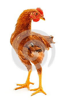 Mid-sized brown pullet standing on white