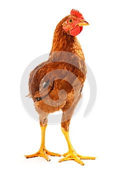 Mid-sized brown pullet standing on white