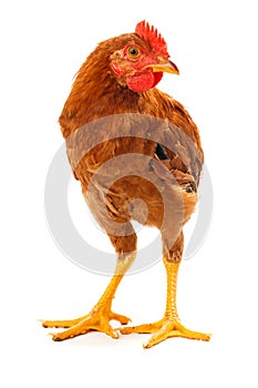 Mid-sized brown pullet standing on white photo