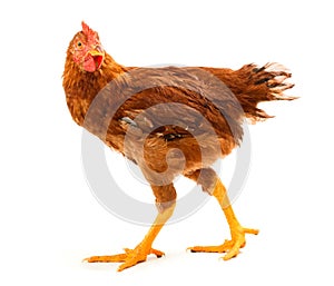 Mid-sized brown pullet walking on white