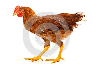 Mid-sized brown pullet walking on white