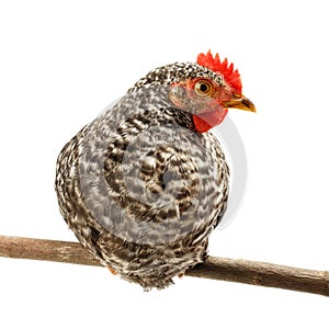 Mid-sized pullet sitting on branch