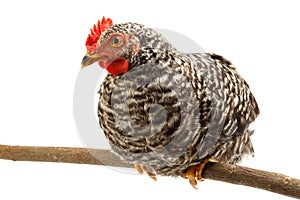 Mid-sized pullet sitting on branch