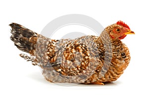 Mid-sized pullet sitting on white