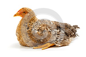 Mid-sized pullet sitting on white photo